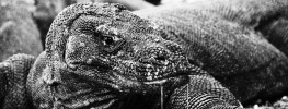 Komodo Topside Photo Gallery