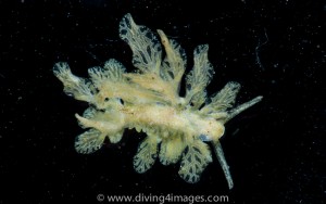 We couldn't even decide what genus this is! Maybe Stiliger or Polybranchia that has been found a few times on filamentous green algae - happy hunting sluggers!