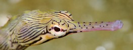 Seahorses & Pipefish Photo Gallery