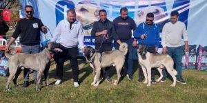 Türk çoban köpeği ırkları birincilik için yarıştı