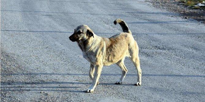 Önce Pitbull sonra sokak köpeği saldırdı