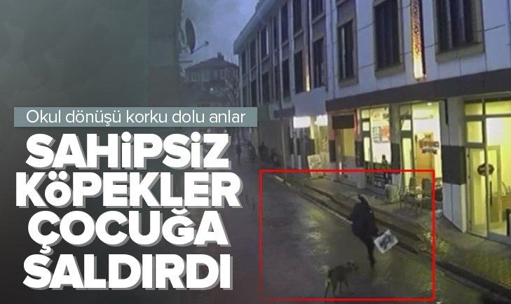 sahipsiz köpekler okuldan dönen çocuğa saldırdı