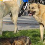 Antalya`da Başıboş köpeklerin saldırısına uğradı