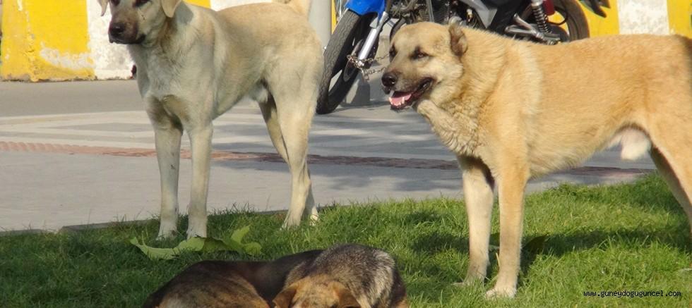 Bilecik, Erzincan Köpek SALDIRISI