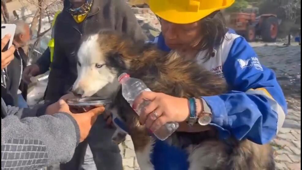 Hatay'da enkaz altında kalan bir köpek, 23 gün sonra kurtarıldı - Son Dakika Dünya Haberleri