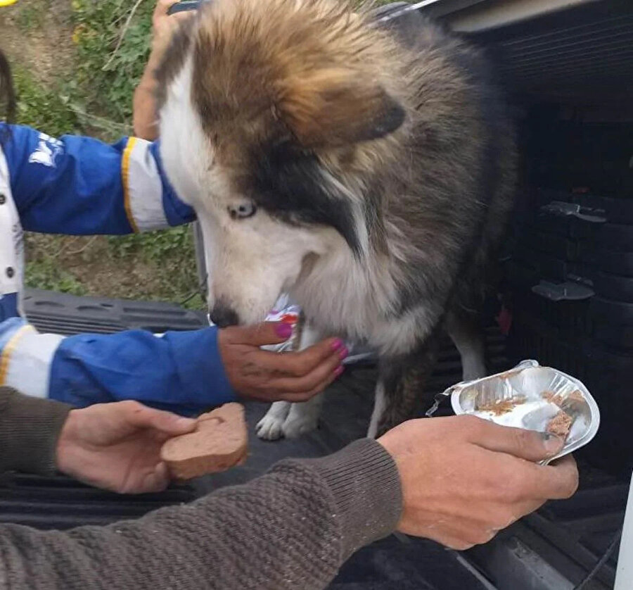 Hatay'da depremden 23 gün sonra 'Aleks' adlı köpek enkazdan kurtarıldı