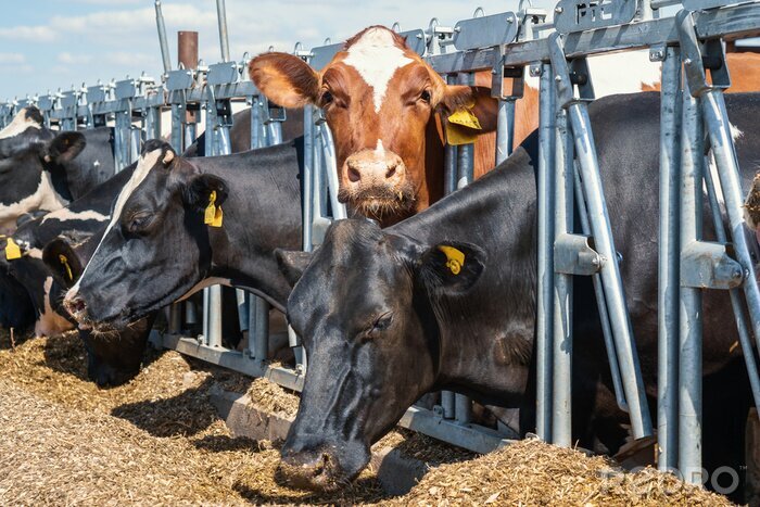 Fototapeta Cows on dairy farm. Breeding and feeding for milking cattle. na wymiar • krowa, obora, Holsztyn • REDRO.pl