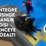 Amasya’da et entegre tesisinde hayvana işkence : 5 gözaltı