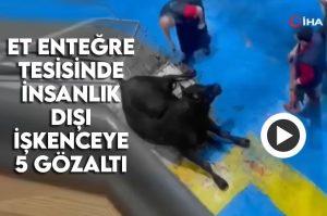 Amasya'da et entegre tesisinde hayvana işkence