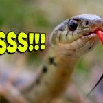 Yılanlar Neden Sürekli Dillerini Dışarı Çıkartıp Sallıyor? Hayır, Uyarı İçin Değil!