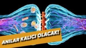 Bilim İnsanları, Hatıraların Ömür Boyu Kalıcı Olmasını Sağlayan Bir Yöntem Keşfetti!