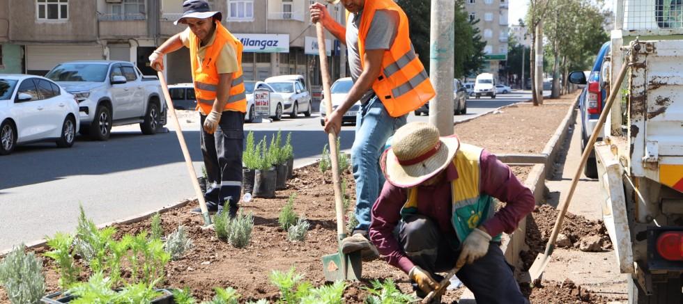 Medine Bulvarında peyzaj çalışması