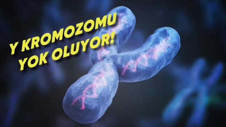 Bilime Göre Erkeklik Geni Olan Y Kromozomu Bozuluyor, Gelecekte Tamamen Yok Olabilir! (Peki Erkekler de Yok Olacak mı?)