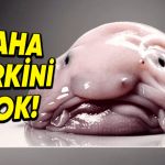 ‘Dünyanın En Çirkin Hayvanı’ Seçilen Blobfish’in İnanması Güç Özellikleri