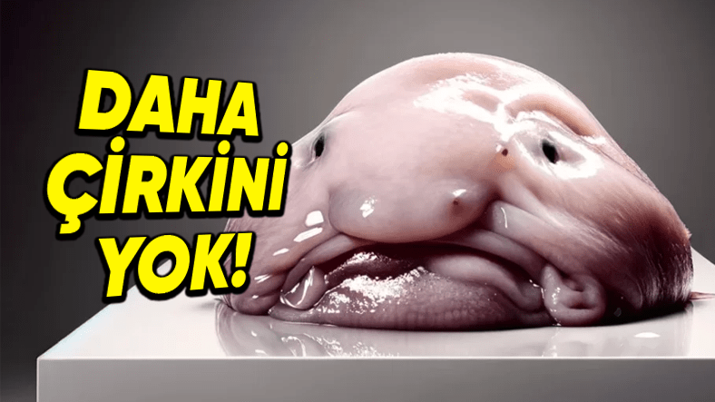 'Dünyanın En Çirkin Hayvanı' Seçilen Blobfish'in İnanması Güç Özellikleri