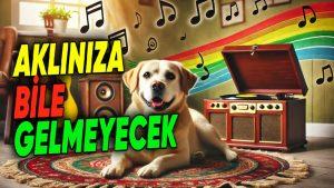 Köpekler En Çok Hangi Müzik Türlerini Seviyor? Bilimsel Verilerle, Onları Sakinleştiren Türleri Açıklıyoruz