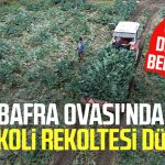 Bafra Ovası’nda brokoli rekoltesi düştü! Çiftçi destek bekliyor