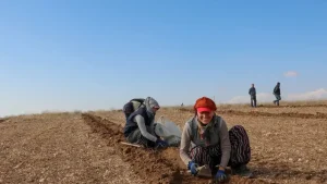 Amerikan Tuz Çalısı Uşak Meralarında Hayvanların Tuz İhtiyacını Karşılayacak