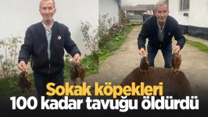 Sokak köpekleri tavuklarını öldürdü; isyan etti