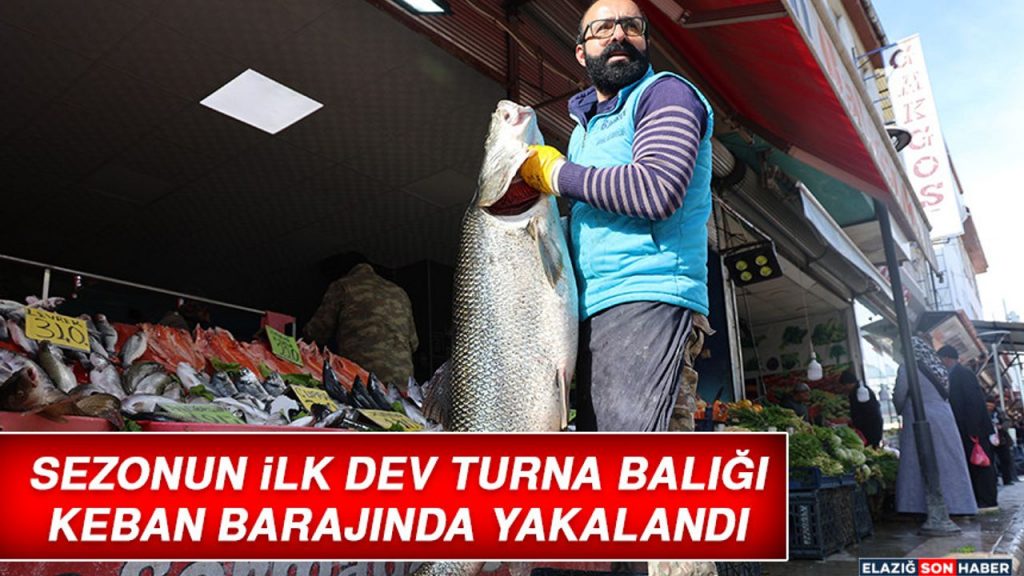 Sezonun İlk Dev Turna Balığı Keban Barajında Yakalandı