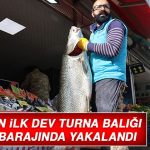 Sezonun İlk Dev Turna Balığı Keban Barajında Yakalandı