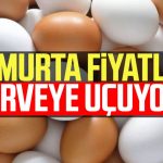 Yumurta fiyatları zirveye uçuyor!