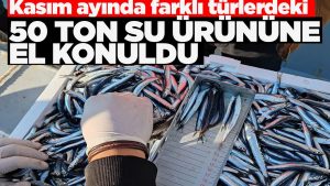 Sinop'ta farklı türlerdeki tonlarca su ürününe el konuldu