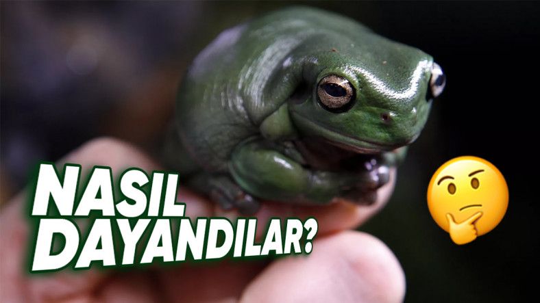 Çernobil Felaketinden Sonra Bölgede Yaşam Büyük Oranda Yok Olurken Bu Kurbağalar Nasıl Oluyor da Yıllardır Sağlıklı Yaşamaya Devam Ediyor?