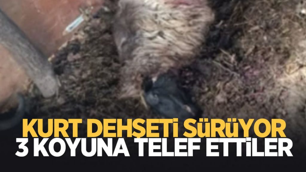 Mahalleye inen kurtlar koyunları telef etti