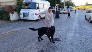 Manavgat’ta Sel Felaketinde Köpek Kurtarma Operasyonu