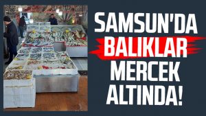 Samsun'da balıklar mercek altında!