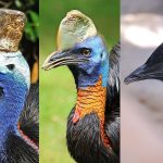 Dinozorların Torunları! Dünyanın En Tehlikeli Kuşu Cassowary Hakkında Bilmeniz Gerekenler