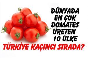 Dünyada en çok domates üreten ve satan 10 ülke.. Türkiye kaçıncı