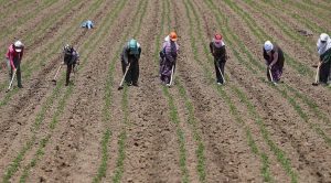 Tarım işçilerinin ücreti yüzde 95,5 arttı: En yüksek yevmiyenin verildiği iller