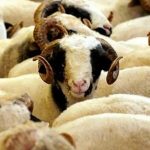 2025 Yılı Kurban Hizmetleri Tebliği Resmi Gazete’de yayımlandı