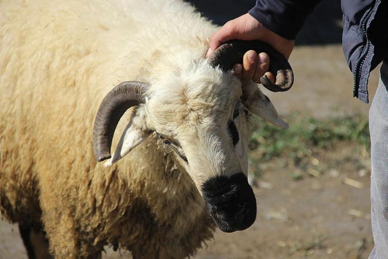 kurban ne zamana kadar kesilebilir kurban bayraminin 4 gunu kurban kesilir mi kurban kesim vakti ne zaman bite 1657606604131 qFaM7R