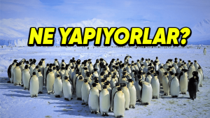 penguenler neden belirli araliklarla bir araya toplanirlar 1724161815 1VbeYK jBASLb