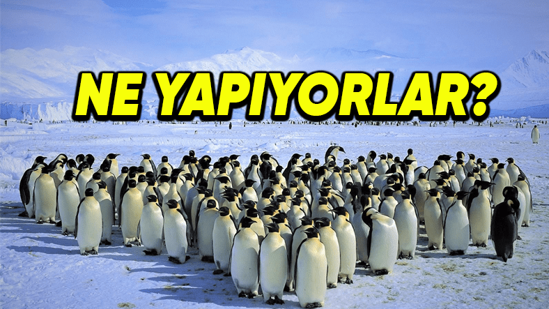 penguenler neden belirli araliklarla bir araya toplanirlar 1724161815 1VbeYK jBASLb