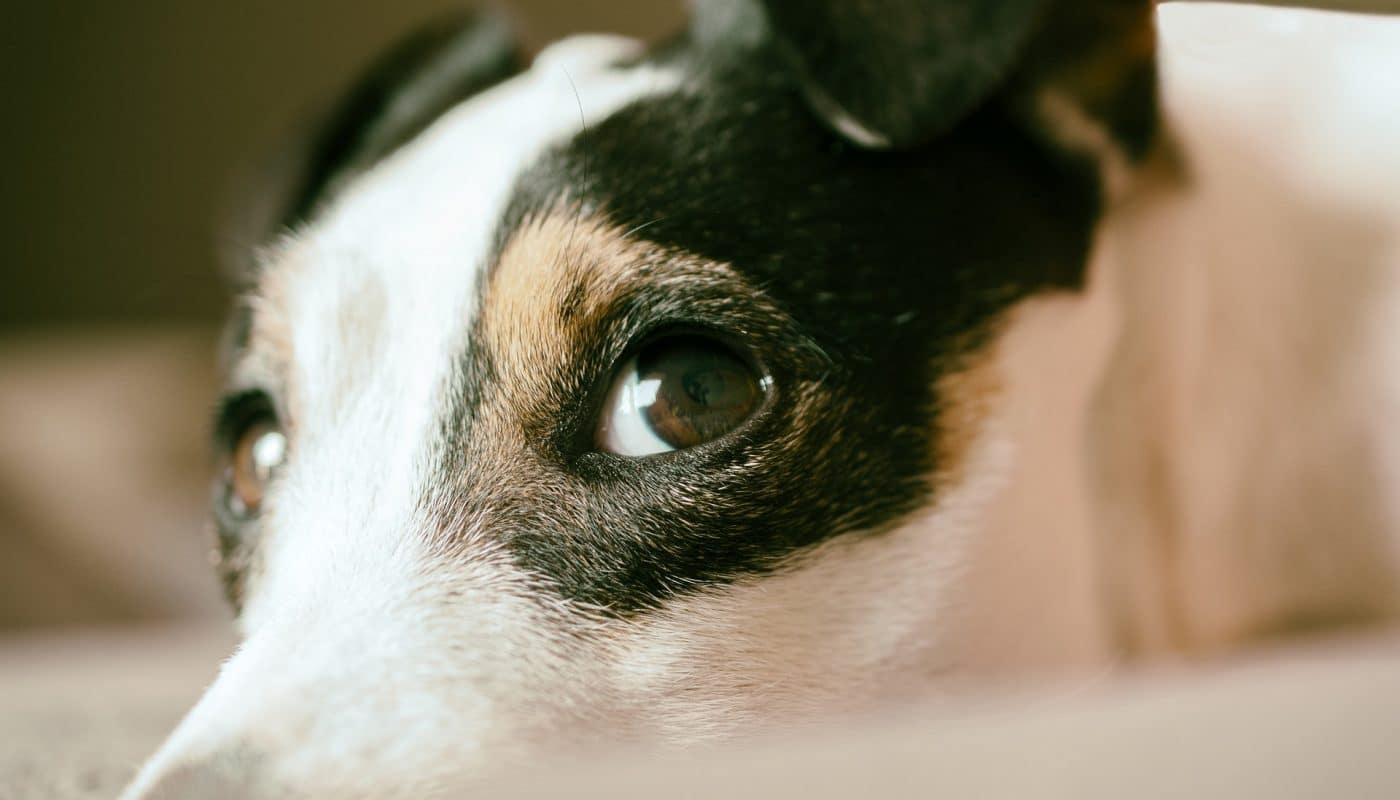 Ny granskning av hundförsäkringar