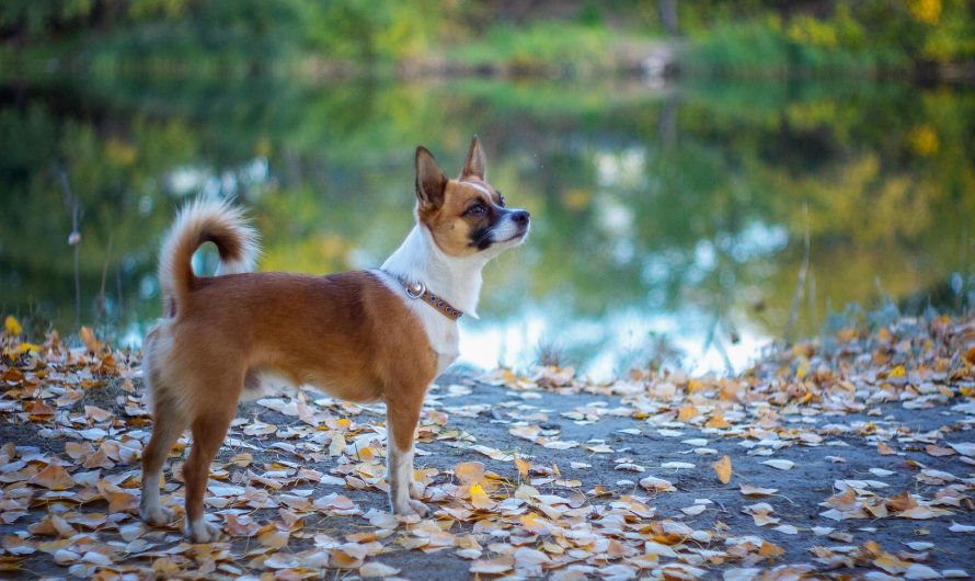 Ny hundlag i Norge