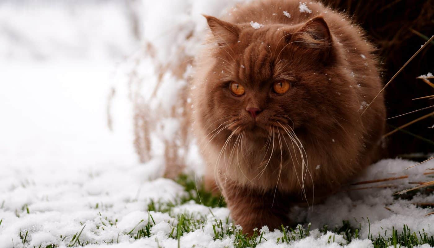 katt-nya-konsumentköplagen