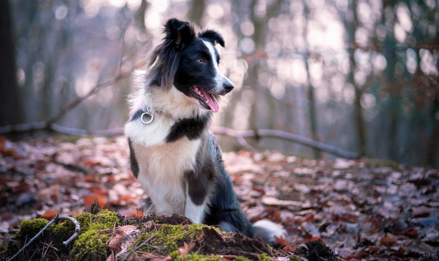 Är hunden lämplig för avel?