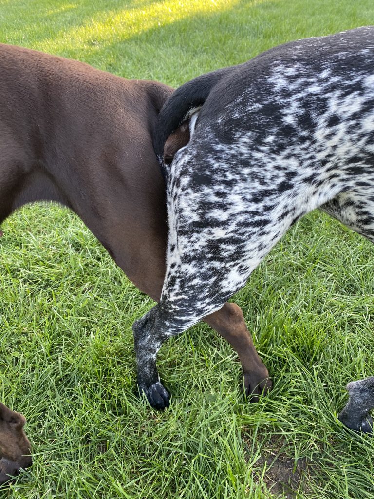 Das Hängen: Fenja + Lenox