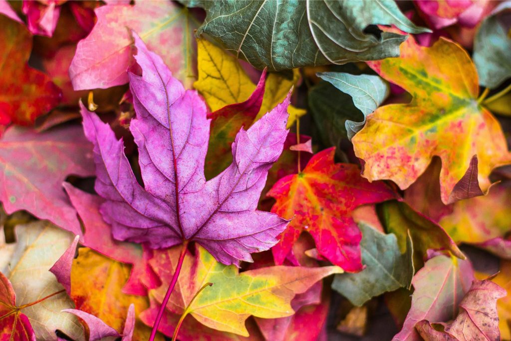 Orange leaves on the ground