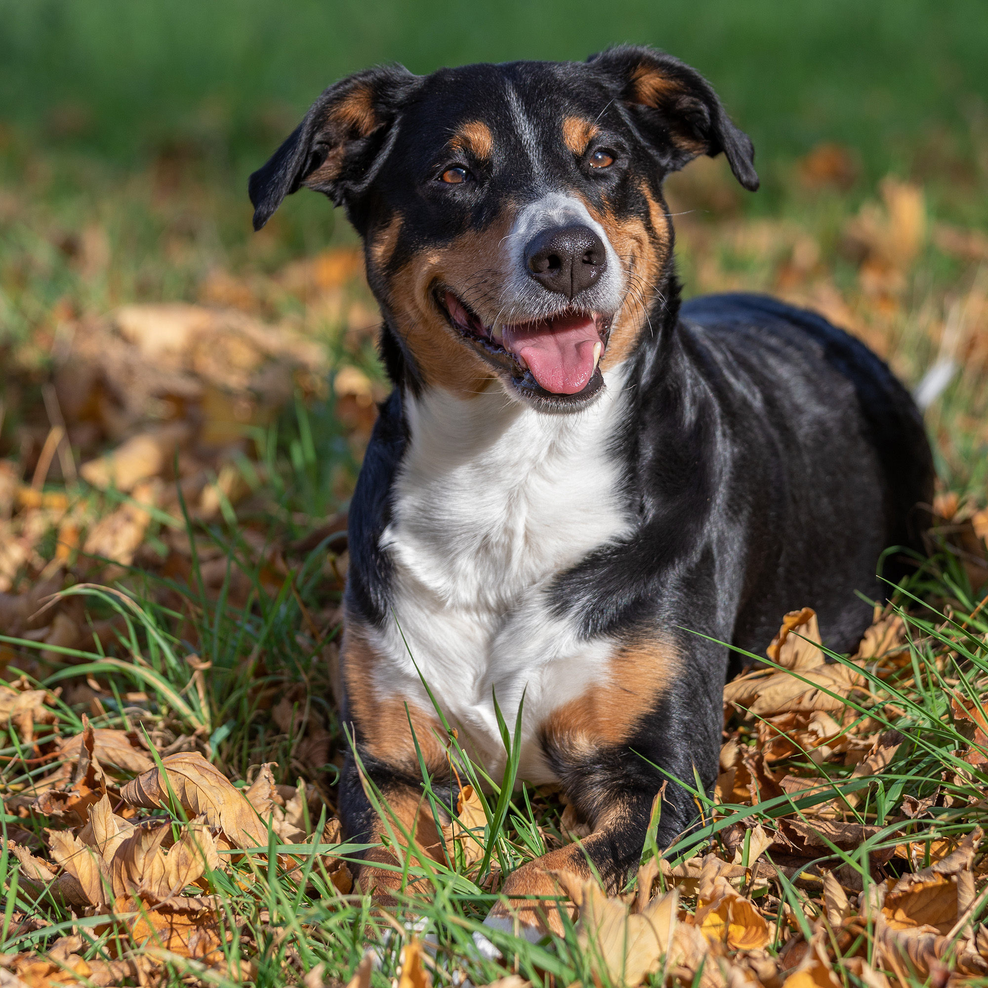 Hond_06