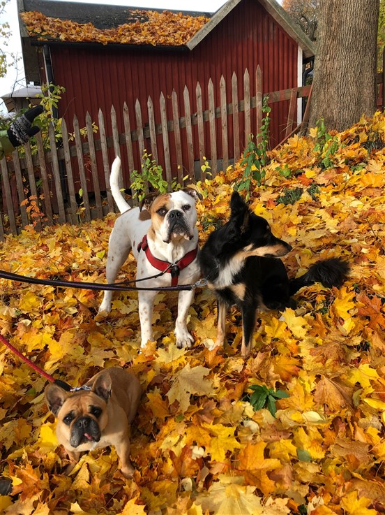 hundar i gula löv