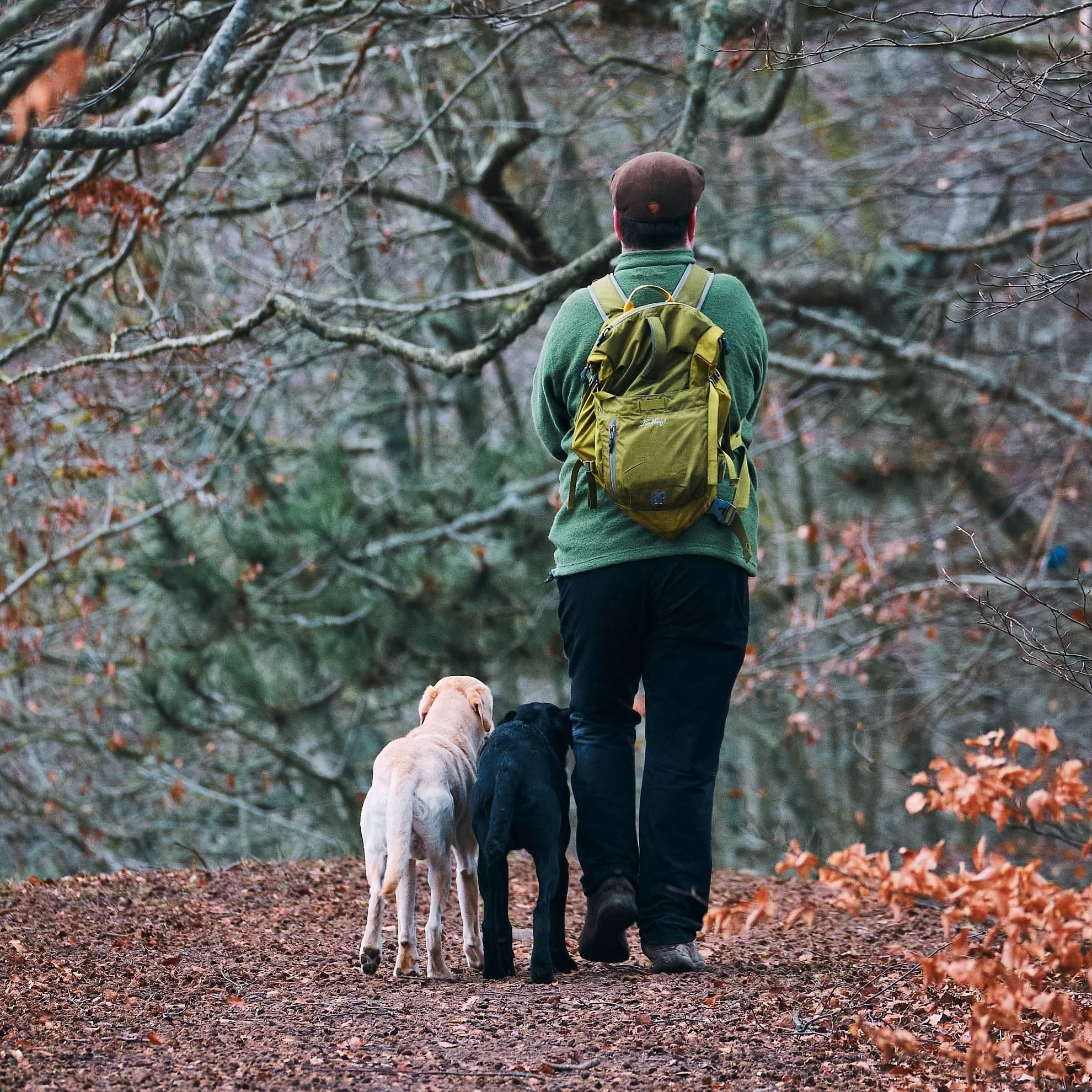 Olof, Ior och Whodini på promenad på Omberg. (Fotograf Robert Frick)