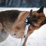 Deutscher Schäferhund: Vergnügtes Spiel im Schnee