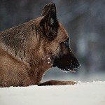 Hundekalender: Faszinierende Augenblicke mit dem Deutschen Schäferhund 2017
