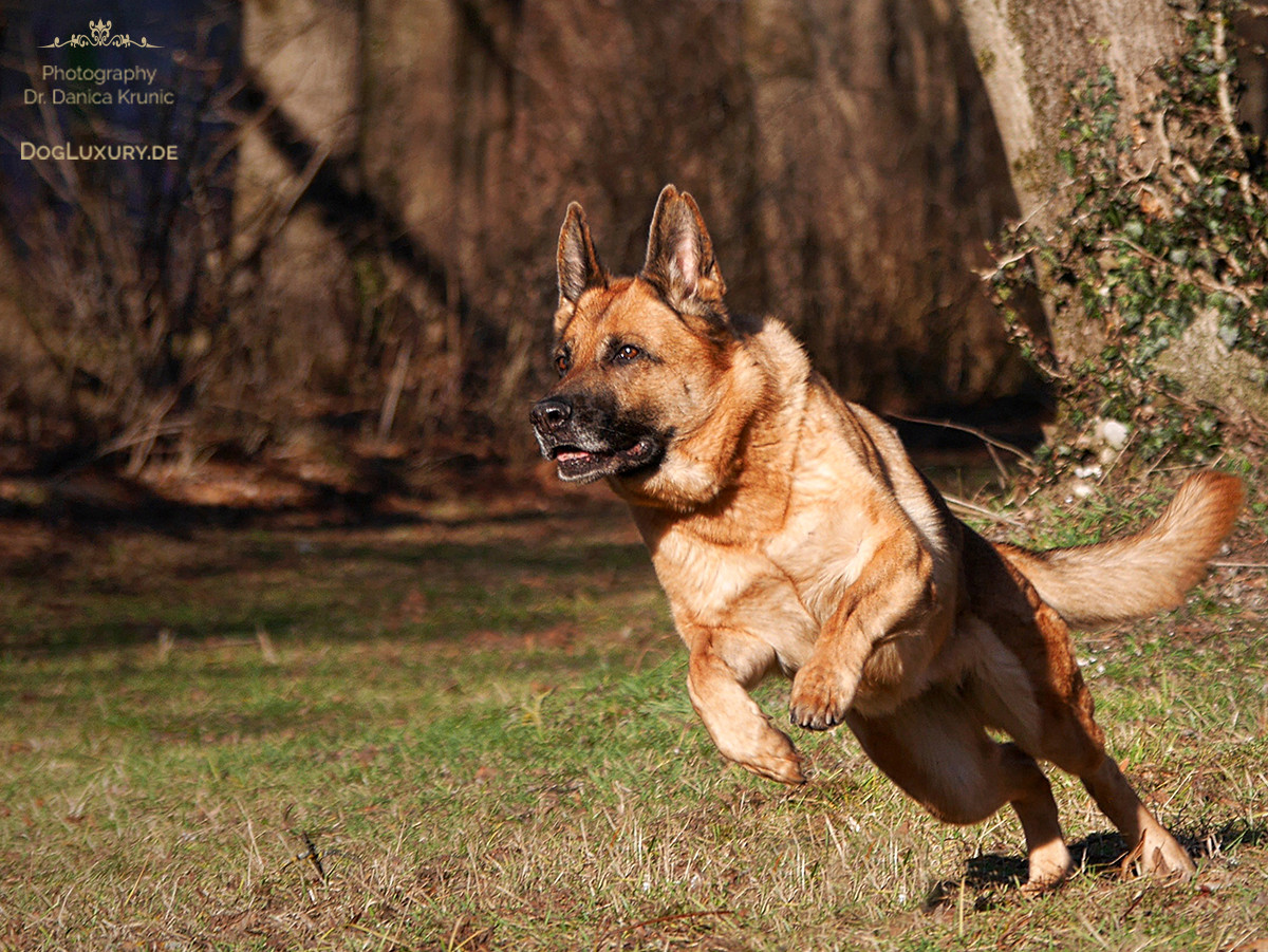 Der Frühling kommt und mit ihm auch die Frühlingsgefühle beim Hund…